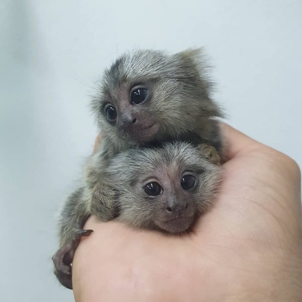 a photo if a marmoset
