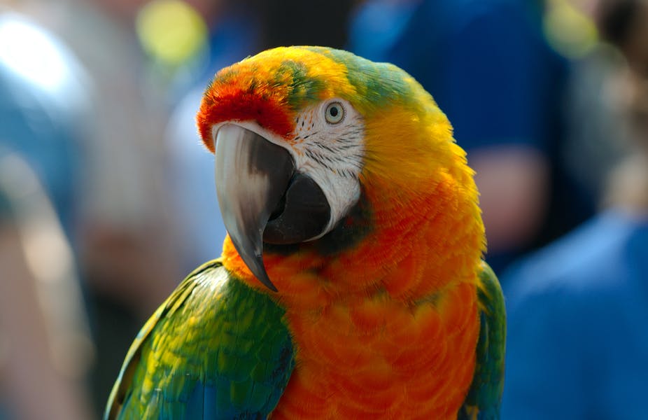 a photo of a parrot